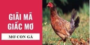 Nằm Mơ Thấy Gà - Giải Mã Giấc Mơ Cùng 8day