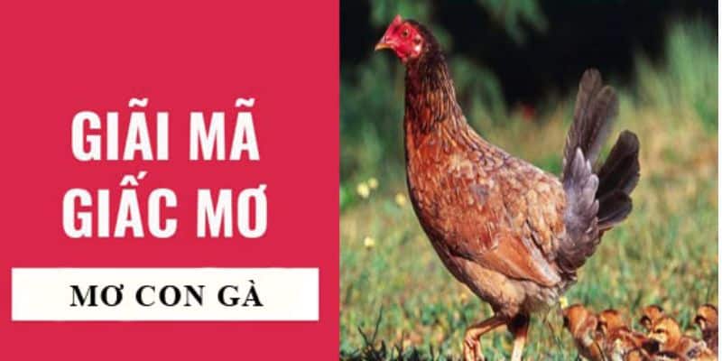 Nằm Mơ Thấy Gà - Giải Mã Giấc Mơ Cùng 8day