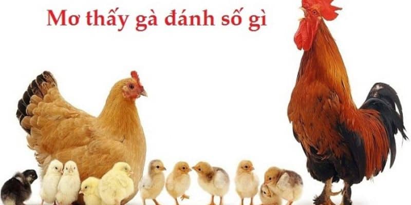 Một số ý nghĩa khác khi có giấc mơ về gà