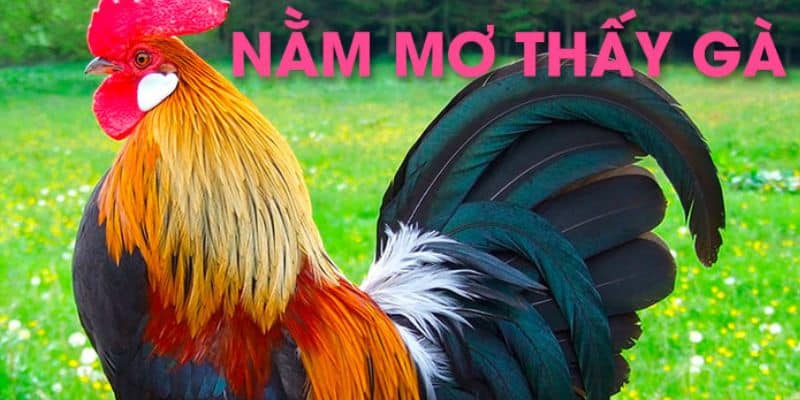 Nằm mơ thấy gà là điềm báo cho những sự kiện sắp xảy ra